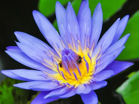 The Mystical Blue Lotus: Benefits and Ceremony Rituals