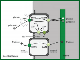 Is Fructose The Reason Your Gut Hurts While Training?