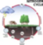 The nitrogen cycle