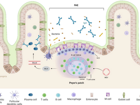 The epithelial lining and a Peyer's patch.