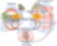 The enterosalivary pathway