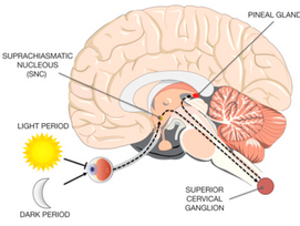 Brain cross section: Light, retina, SCN, pineal gland.