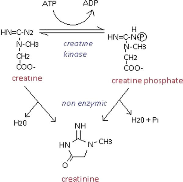 How creatine, creatine phosphate, and creatinine are related.