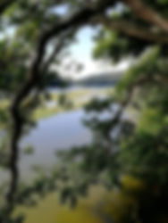 estuary.jpg