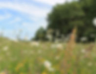 wildflower meadow.jpg