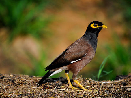 On Invasion and Demography