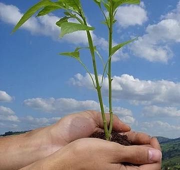 From Seed to Shade: A Facebook Friend's Inspiring Tree-Planting Journey on World Environment DaY
