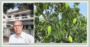 MB#35: 𝙏𝙝𝙚 𝙈𝙖𝙣𝙜𝙤 𝙏𝙧𝙚𝙚'𝙨 𝙇𝙖𝙨𝙩 𝙎𝙩𝙖𝙣𝙙: 𝙎𝙖𝙮𝙞𝙣𝙜 𝙎𝙖𝙙 𝙂𝙤𝙤𝙙𝙗𝙮𝙚 𝙩𝙤 𝙩𝙝𝙚 𝙈𝙖𝙟𝙚𝙨𝙩𝙞𝙘 𝙂𝙧𝙚𝙚𝙣.