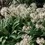 Thumbnail: Arthropodium cirratum 'Matapouri Bay'