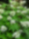 hydrangea_quercifolia_pee_wee_credit_anne_norman.jpeg