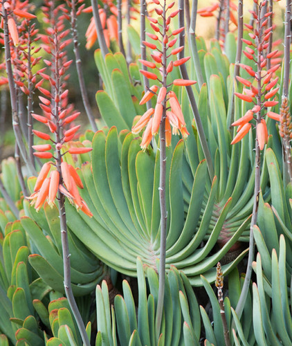 aloe vera as a moisturizer Aloe Vera Moisturiser with Coconut Oil & Bee Wax main image 1