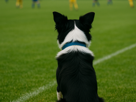One Man and a Dog