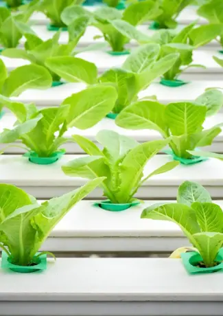 hydroponic-lettuce-on-plastic-shelf.jpg