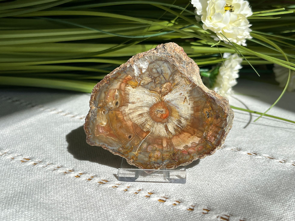 Petrified Wood