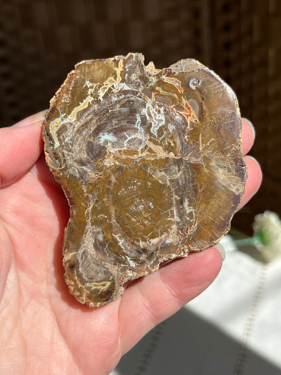 Petrified Wood