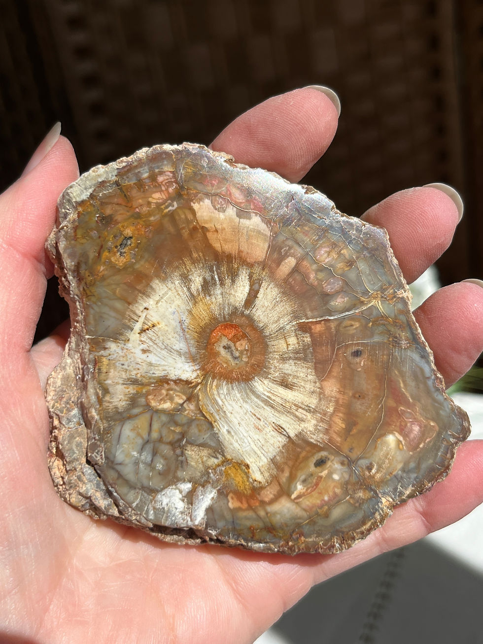 Petrified Wood