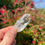 Thumbnail: Clear Quartz Crystal Points
