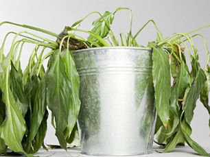 Comment protéger ses plantes en pots lors de très fortes chaleurs