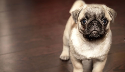 Chien sur parquet