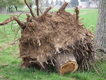 enlèvement souche arbre