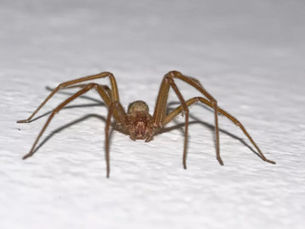 Misterbricolo prend soin de ses araignées dans sa maison