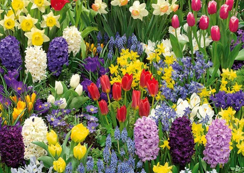 Le jardin qui ne dort jamais : mon guide pour des fleurs toute l'année