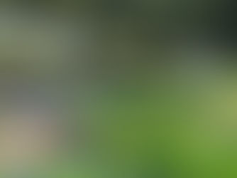 Misterbricolo se lance dans la permaculture ...