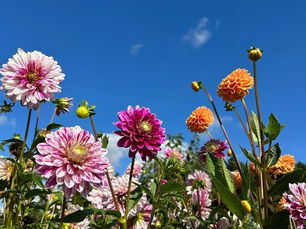 La splendeur automnale : éclats de couleurs dans votre jardin grâce aux dahlias et bulbes