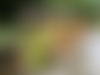 Misterbricolo se lance dans la création d'un potager...