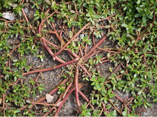 Misterbricolo adore le pourpier !