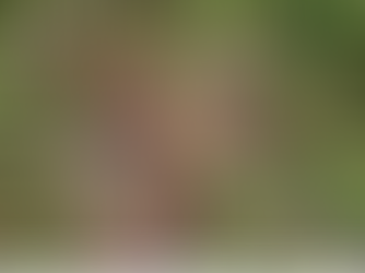 Misterbricolo adore le pourpier !