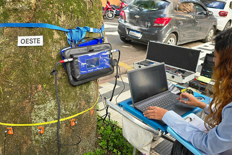 Tomógrafo e resistógrafo são tecnologias avançadas que inspecionam a saúde interna de árvores urbanas e avaliam o risco de queda, sem causar danos