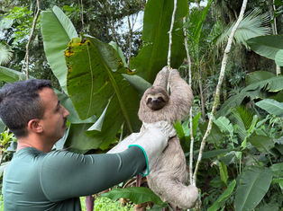 Bicho-preguiça é resgatado em Guarujá