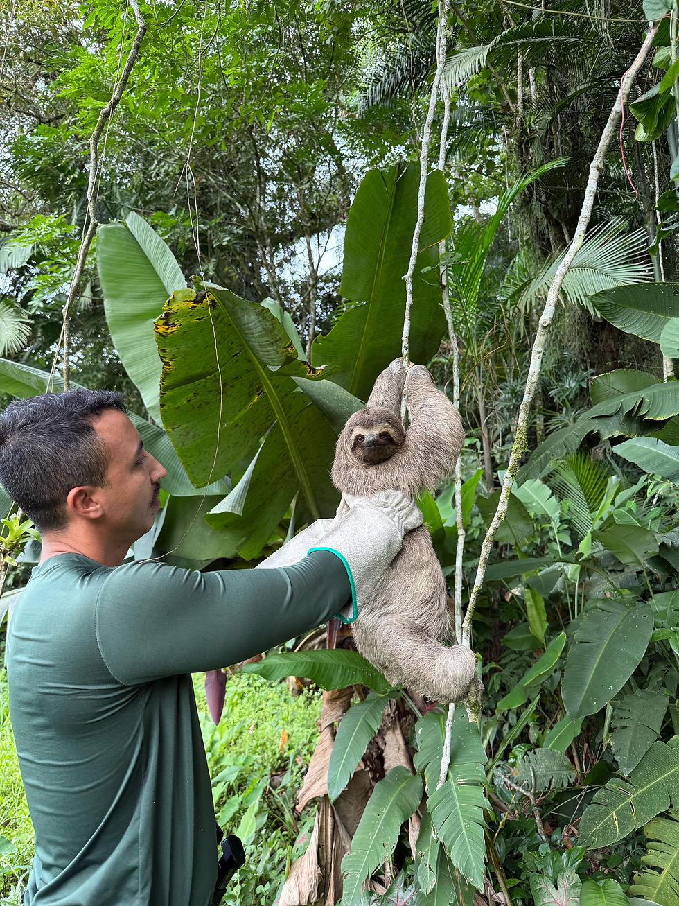 No última semana, o Grupamento de Defesa Ambiental de Guarujá, vinculado à Guarda Civil Municipal, realizou a captura de um bicho-preguiça macho, espécie Bradypus variegatus, em uma praça, próxima ao Viaduto Floriberto Mariano, que estava na iminência de atravessar a via. Após o resgate, o animal foi conduzido para soltura em área de mata na Serra do Guararu, uma Área de Proteção Ambiental (APA).