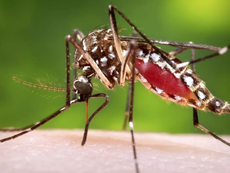 Iniciativa de pedágio educativo orienta a comunidade de Santos sobre a dengue