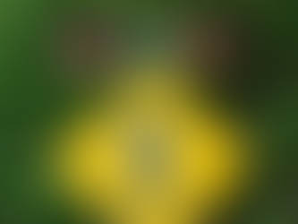 Setran promove ação de conscientização na Praça 19 de Janeiro pelo Dia do Pedestre em Praia Grande