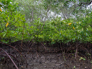 Itanhaém anuncia projetos no valor de R$ 4 milhões voltados à preservação ambiental e melhorias de infraestrutura