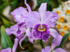 Festival de Orquídeas com mais de 4 mil espécies de plantas ornamentais acontece em Guarujá
