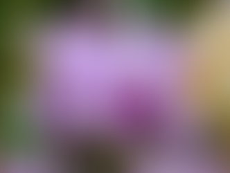 Festival de Orquídeas com mais de 4 mil espécies de plantas ornamentais acontece em Guarujá
