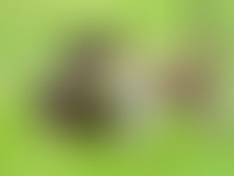 UVZ de Mongaguá dá início ao programa gratuito de castração de cães e gatos