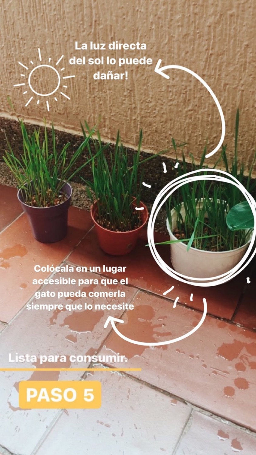 Miniatura: Semillas Pasto de Trigo