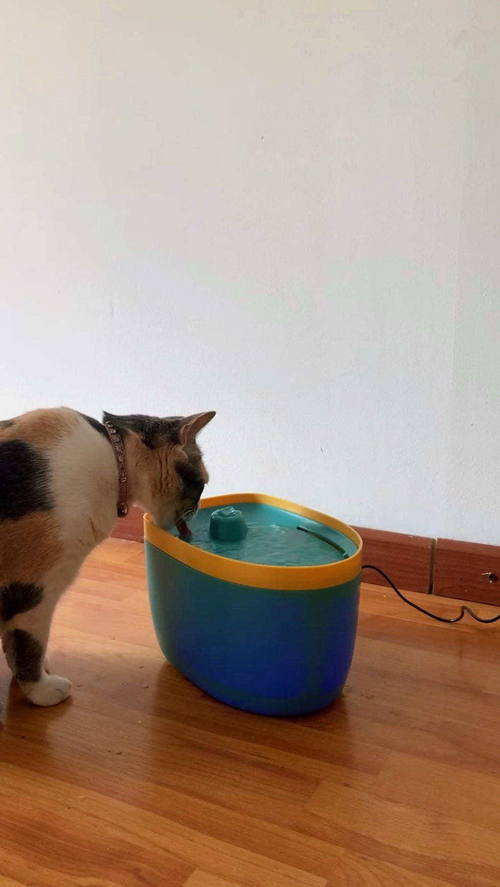 Miniatura: Fuente de Agua Mascotas