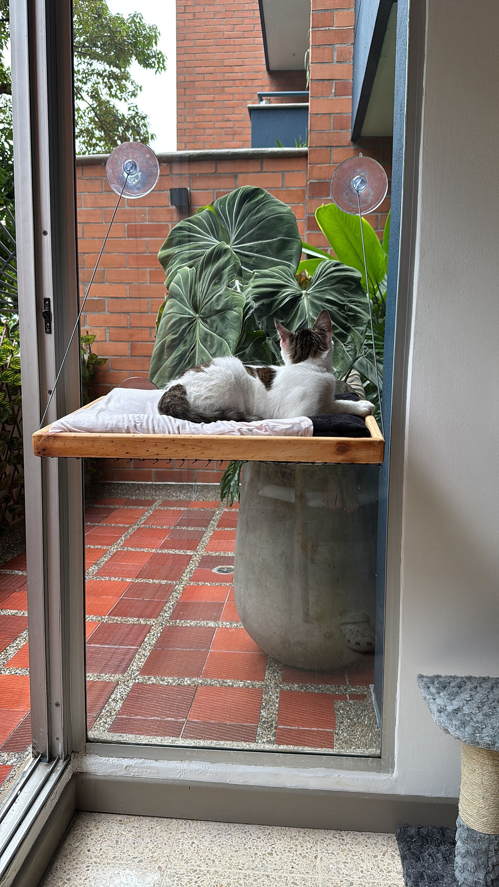 Miniatura: Hamaca de Ventana