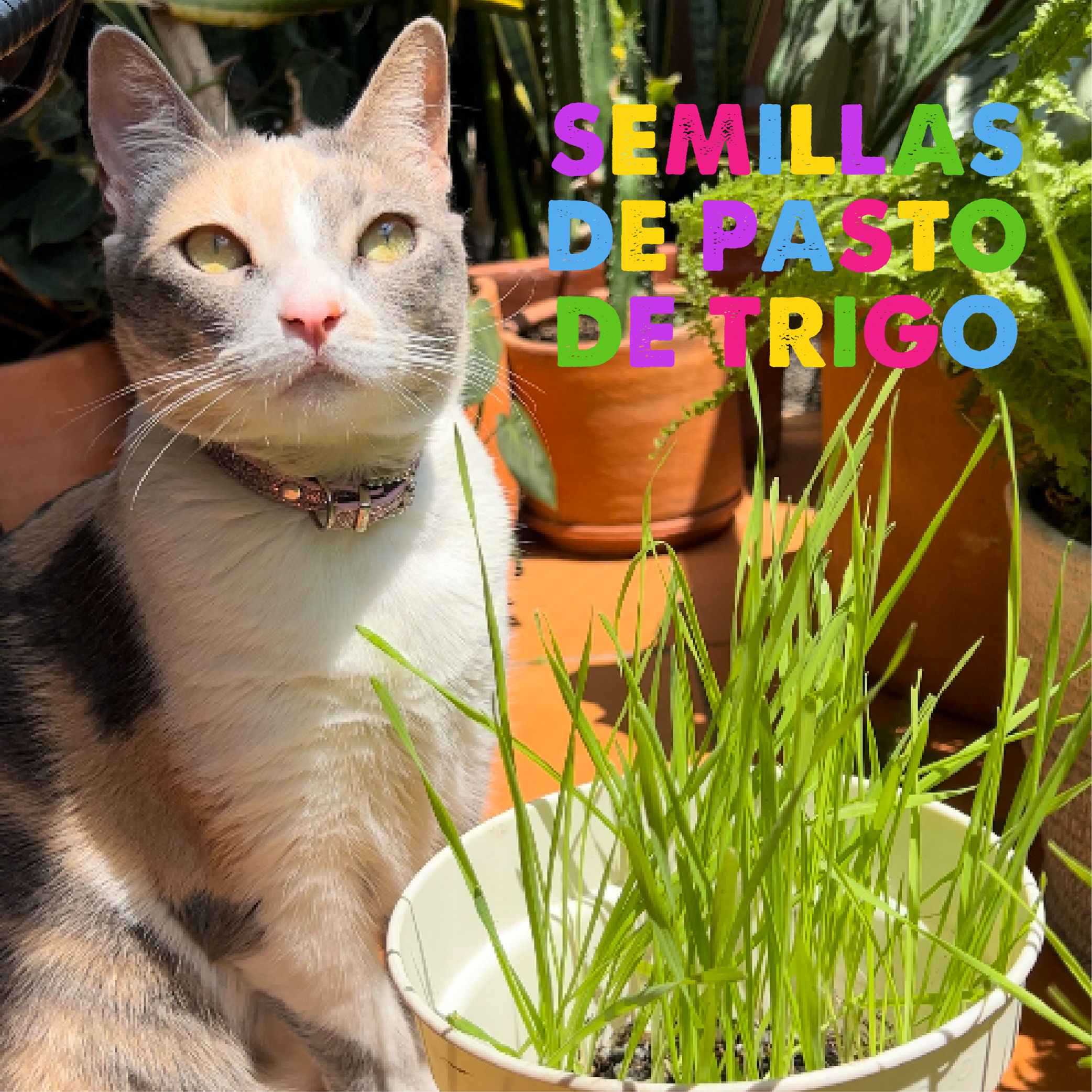 Semillas Pasto de Trigo