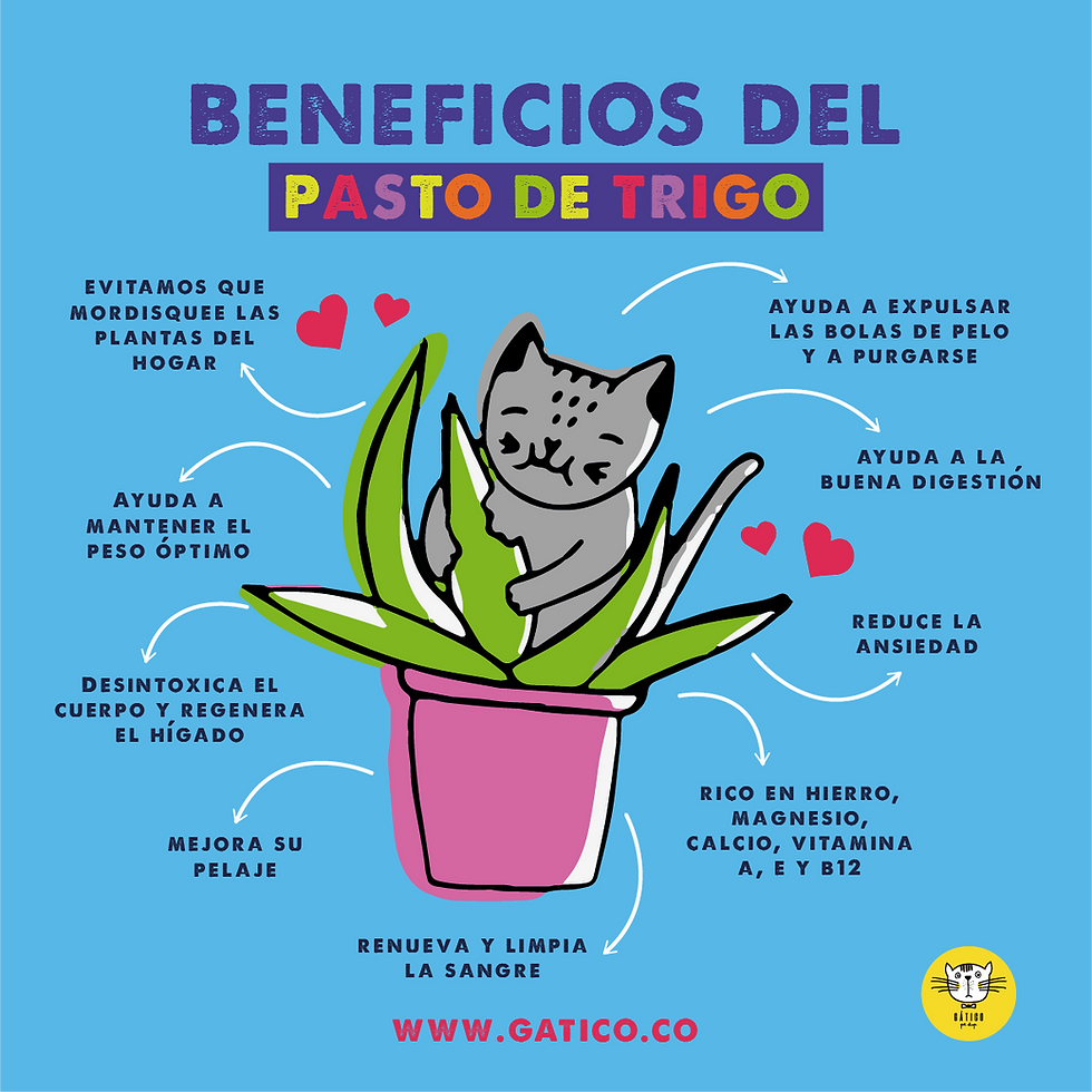 Miniatura: Semillas Pasto de Trigo