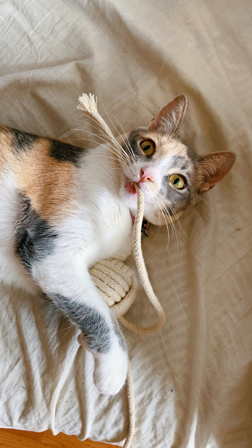 Miniatura: Cascabel de Macrame 