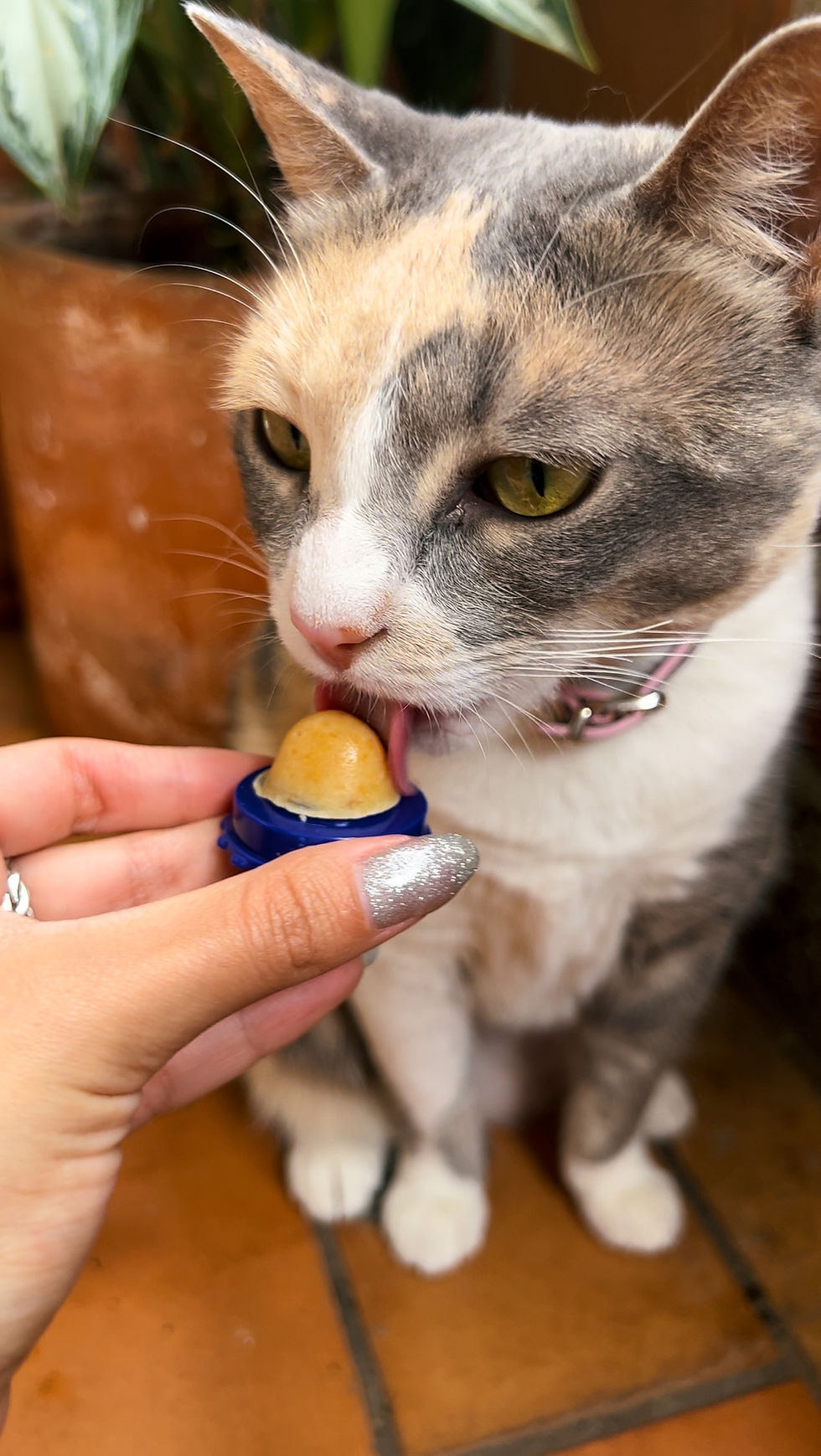 Miniatura: Golosina de Catnip