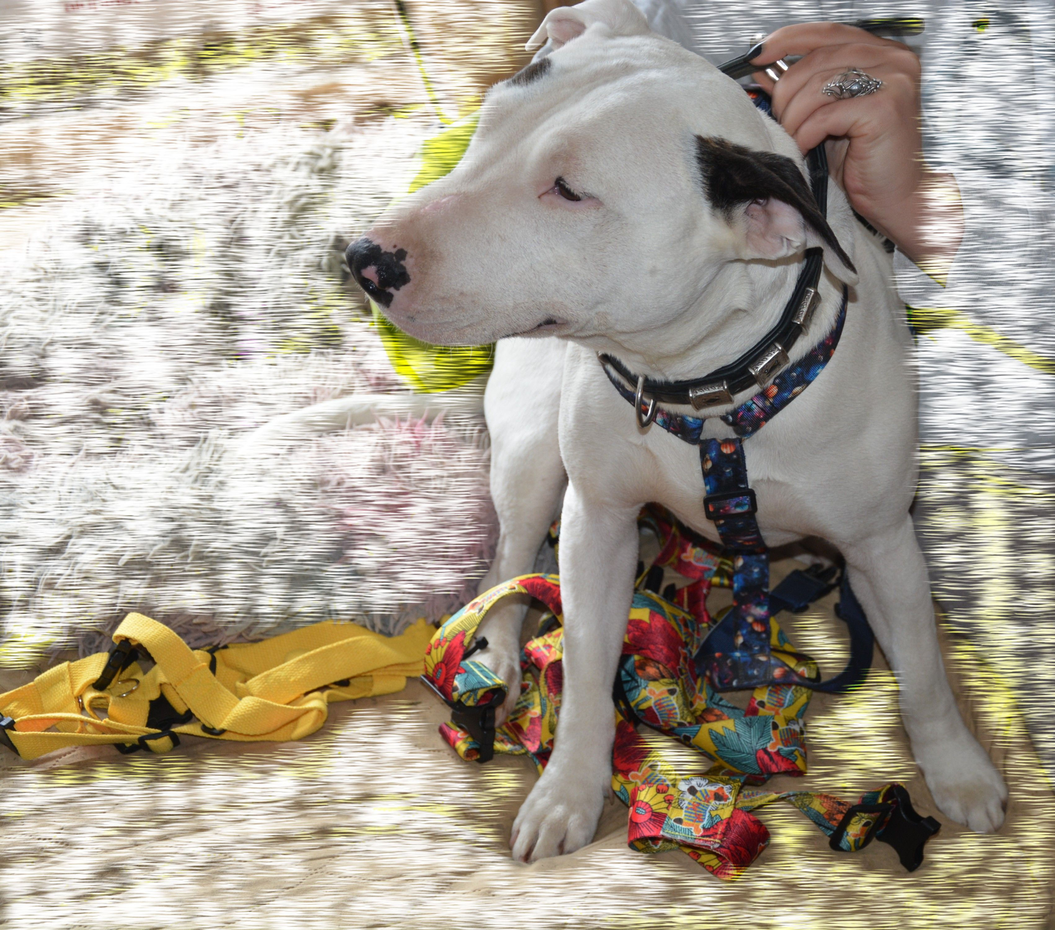 Viele bunte Hundegeschirre
