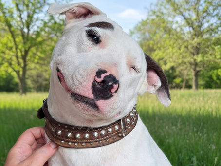Woher kommt der Name StehRümchen? Die Geschichte hinter unserem österreichischen Handmade-Shop – erzählt von unserem Maskottchen Pitzi. 🐾