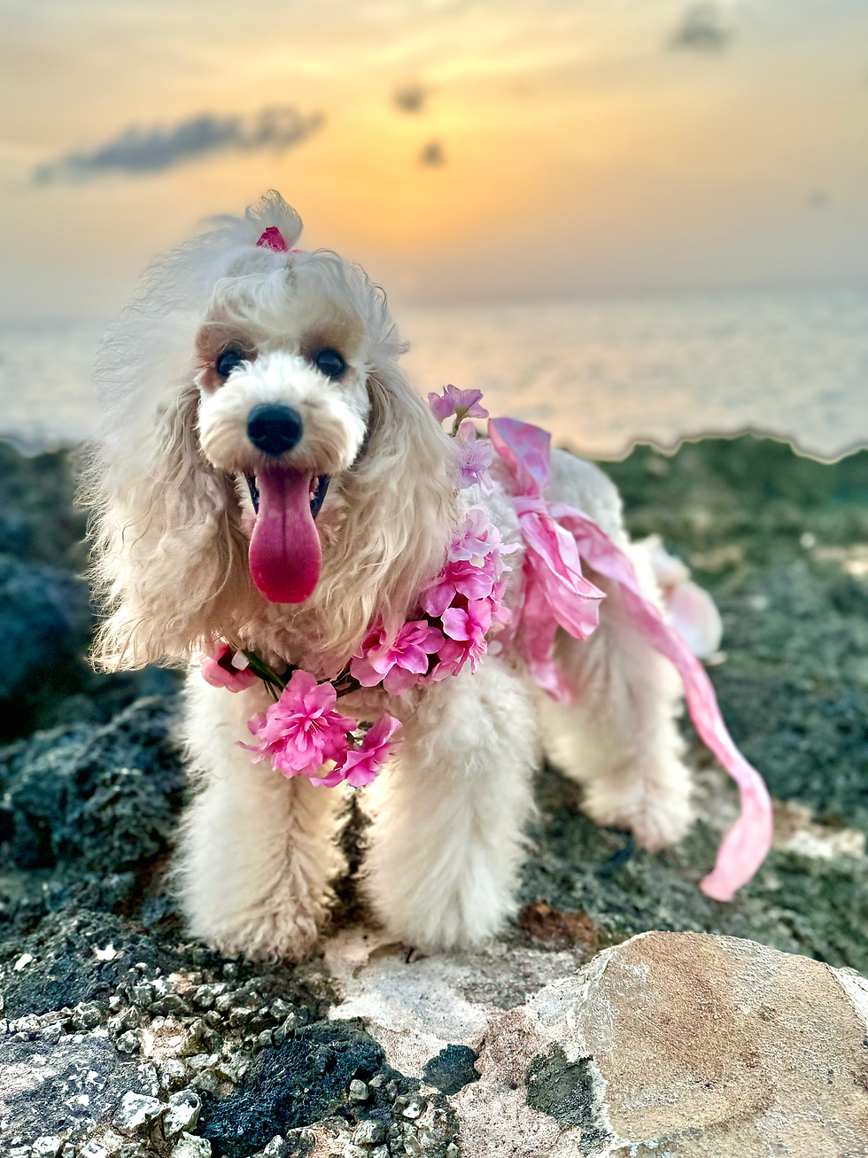 Miniature Poodle Litter